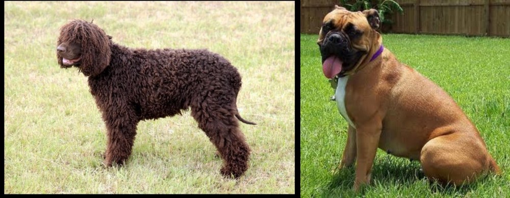 Valley Bulldog vs Irish Water Spaniel - Breed Comparison