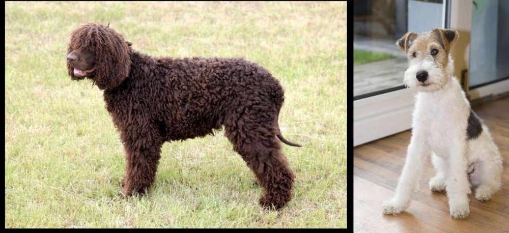 Wire Fox Terrier vs Irish Water Spaniel - Breed Comparison