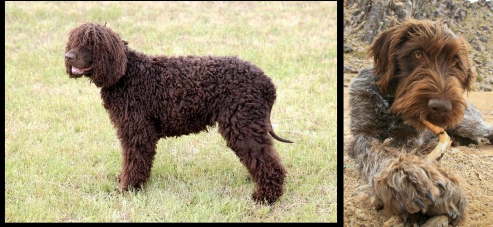Wirehaired Pointing Griffon vs Irish Water Spaniel - Breed Comparison
