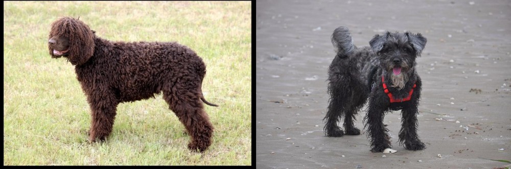 YorkiePoo vs Irish Water Spaniel - Breed Comparison
