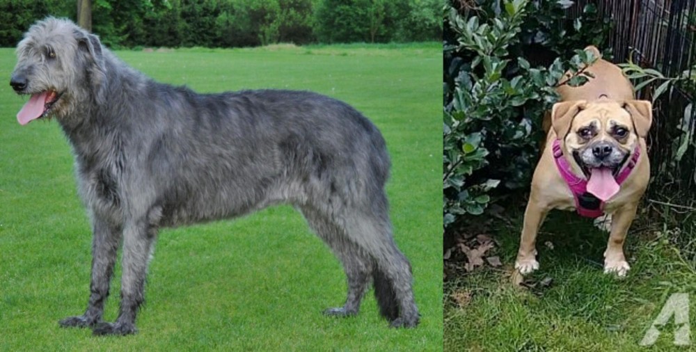 Beabull vs Irish Wolfhound - Breed Comparison