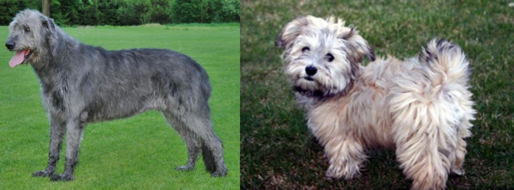 Havapoo vs Irish Wolfhound - Breed Comparison