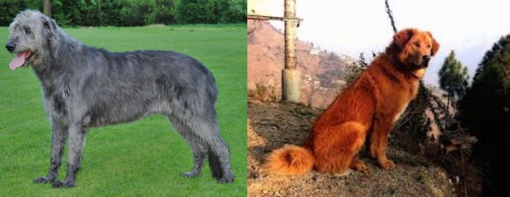 Himalayan Sheepdog vs Irish Wolfhound - Breed Comparison