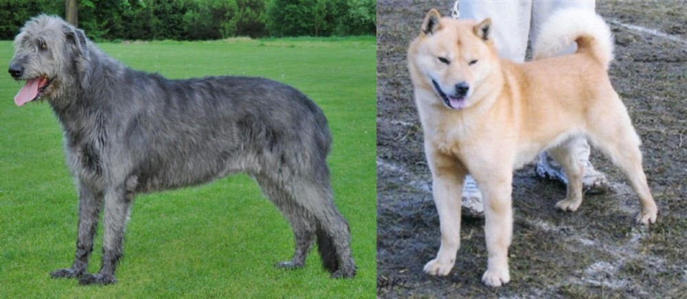Hokkaido vs Irish Wolfhound - Breed Comparison