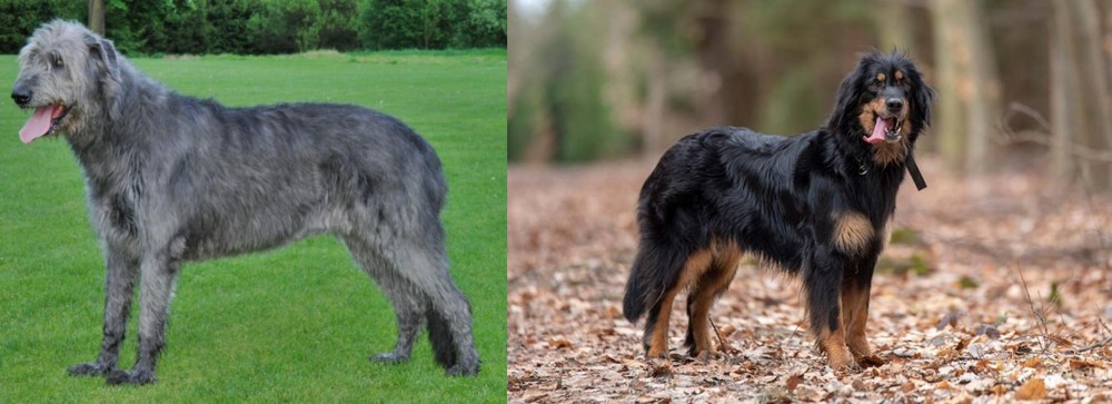 Hovawart vs Irish Wolfhound - Breed Comparison