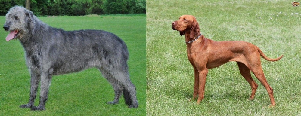 Hungarian Vizsla vs Irish Wolfhound - Breed Comparison