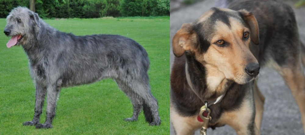 Huntaway vs Irish Wolfhound - Breed Comparison