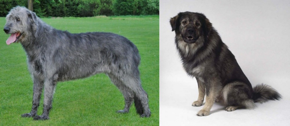 Istrian Sheepdog vs Irish Wolfhound - Breed Comparison