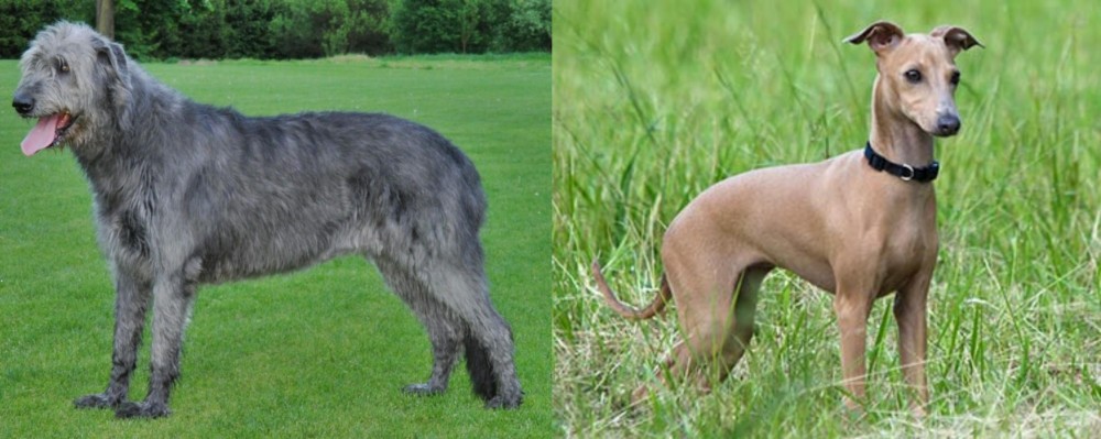 Italian Greyhound vs Irish Wolfhound - Breed Comparison