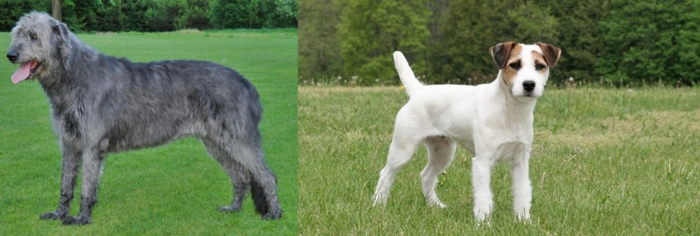 Jack Russell Terrier vs Irish Wolfhound - Breed Comparison