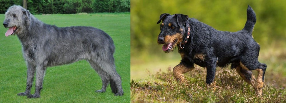 Jagdterrier vs Irish Wolfhound - Breed Comparison