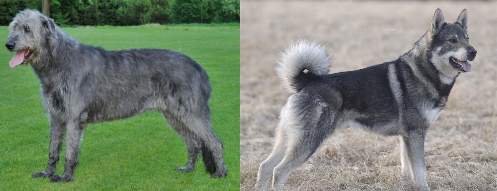 Jamthund vs Irish Wolfhound - Breed Comparison