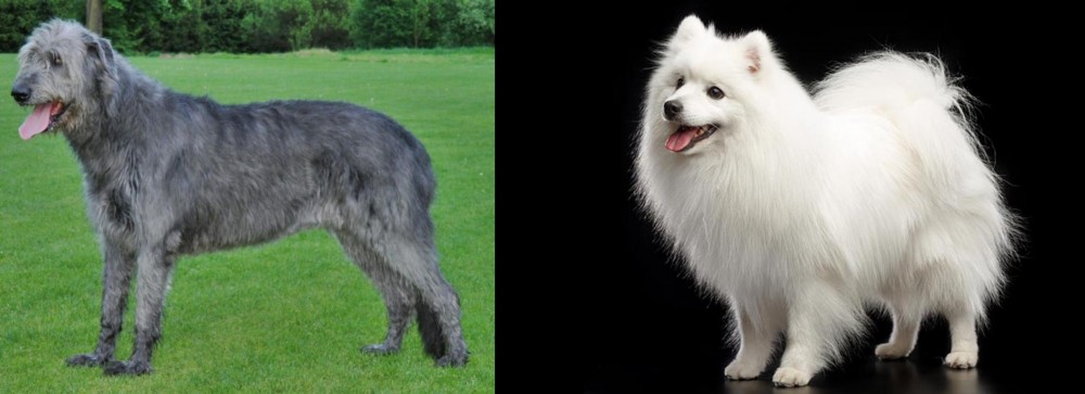 Japanese Spitz vs Irish Wolfhound - Breed Comparison