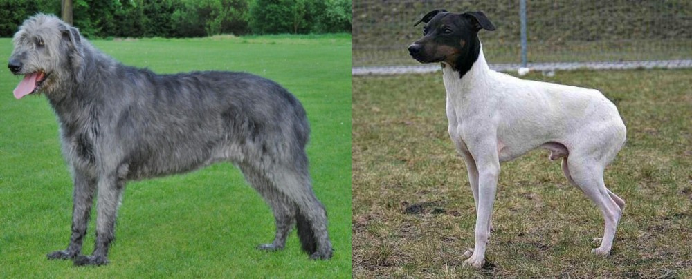 Japanese Terrier vs Irish Wolfhound - Breed Comparison