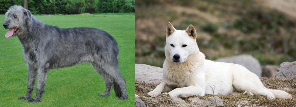 Jindo vs Irish Wolfhound - Breed Comparison