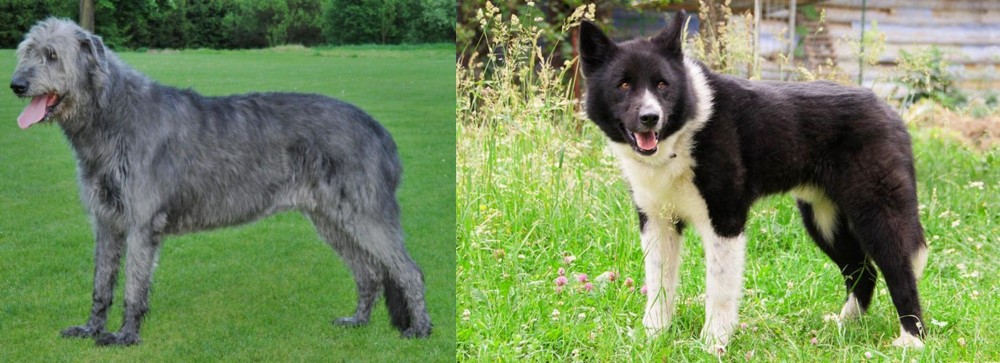 Karelian Bear Dog vs Irish Wolfhound - Breed Comparison