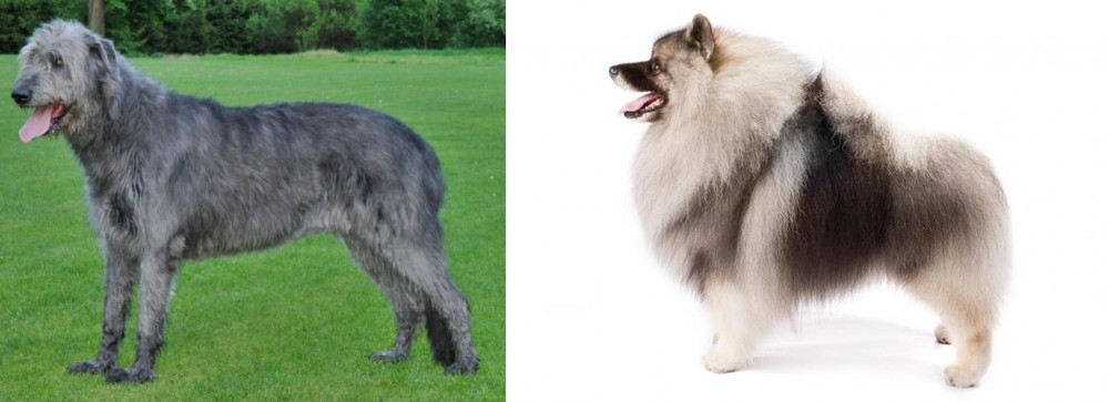 Keeshond vs Irish Wolfhound - Breed Comparison