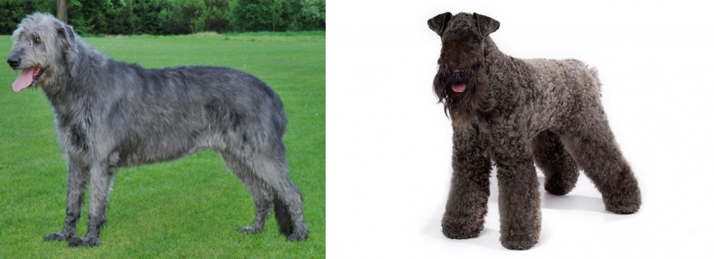 Kerry Blue Terrier vs Irish Wolfhound - Breed Comparison