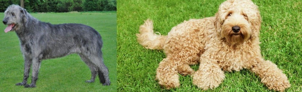 Labradoodle vs Irish Wolfhound - Breed Comparison