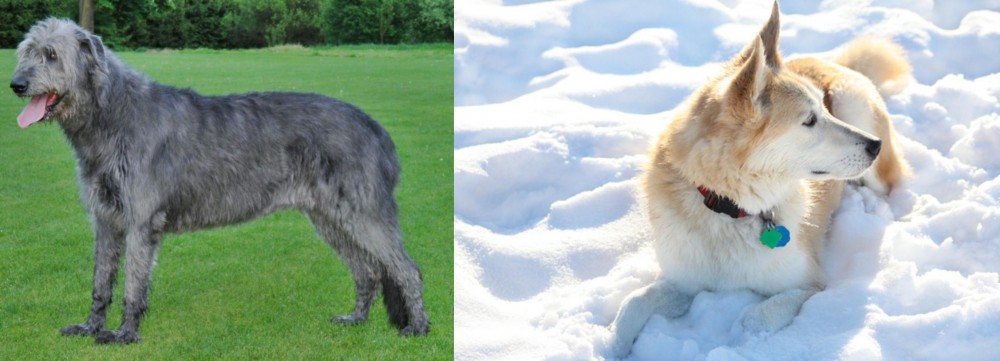 Labrador Husky vs Irish Wolfhound - Breed Comparison