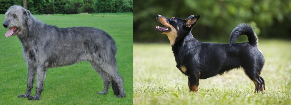 Lancashire Heeler vs Irish Wolfhound - Breed Comparison