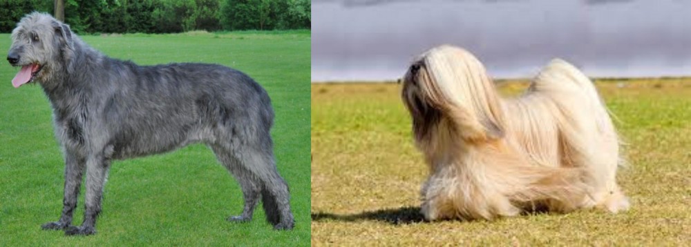 Lhasa Apso vs Irish Wolfhound - Breed Comparison