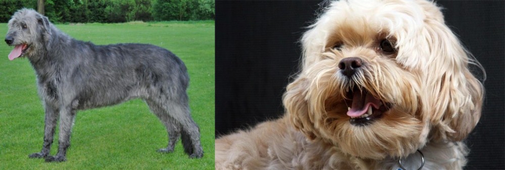 Lhasapoo vs Irish Wolfhound - Breed Comparison