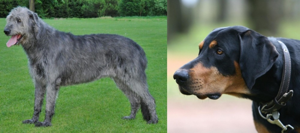 Lithuanian Hound vs Irish Wolfhound - Breed Comparison
