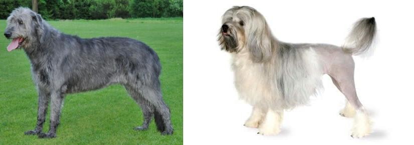Lowchen vs Irish Wolfhound - Breed Comparison