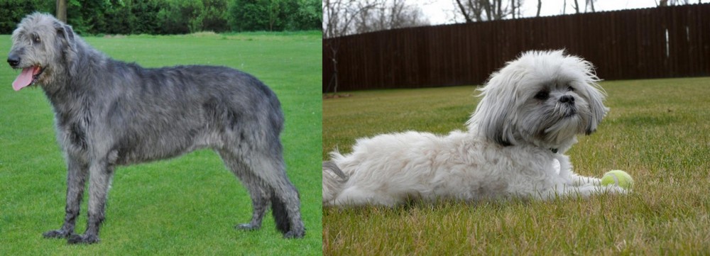 Mal-Shi vs Irish Wolfhound - Breed Comparison