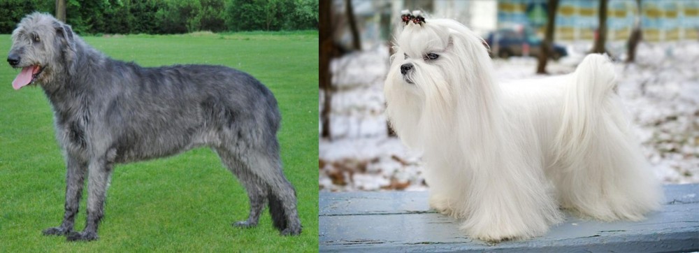 Maltese vs Irish Wolfhound - Breed Comparison