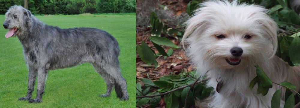 Malti-Pom vs Irish Wolfhound - Breed Comparison