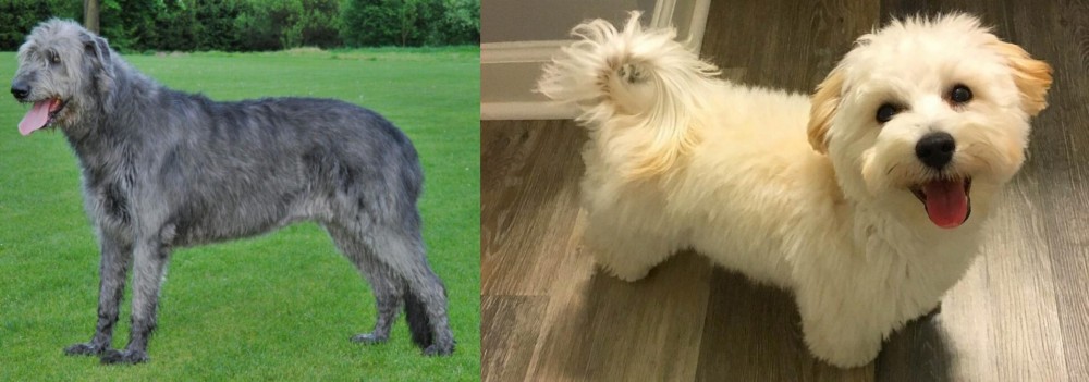 Maltipoo vs Irish Wolfhound - Breed Comparison
