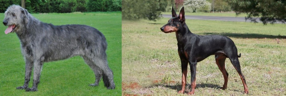 Manchester Terrier vs Irish Wolfhound - Breed Comparison