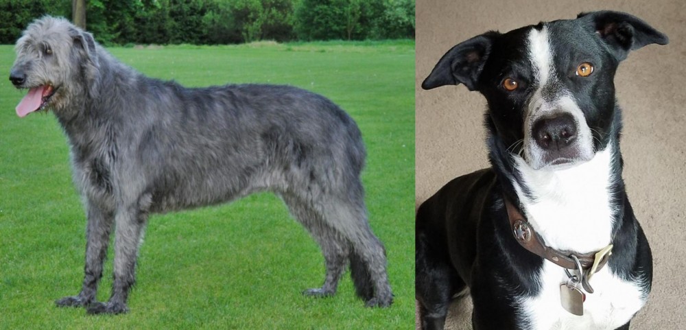 McNab vs Irish Wolfhound - Breed Comparison