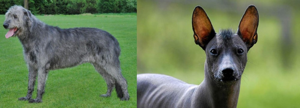 Mexican Hairless vs Irish Wolfhound - Breed Comparison