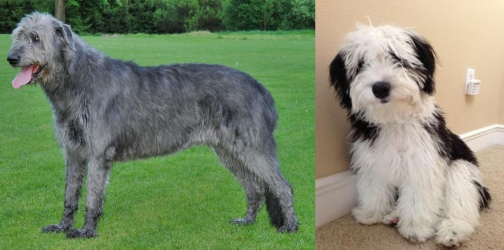 Mini Sheepadoodles vs Irish Wolfhound - Breed Comparison