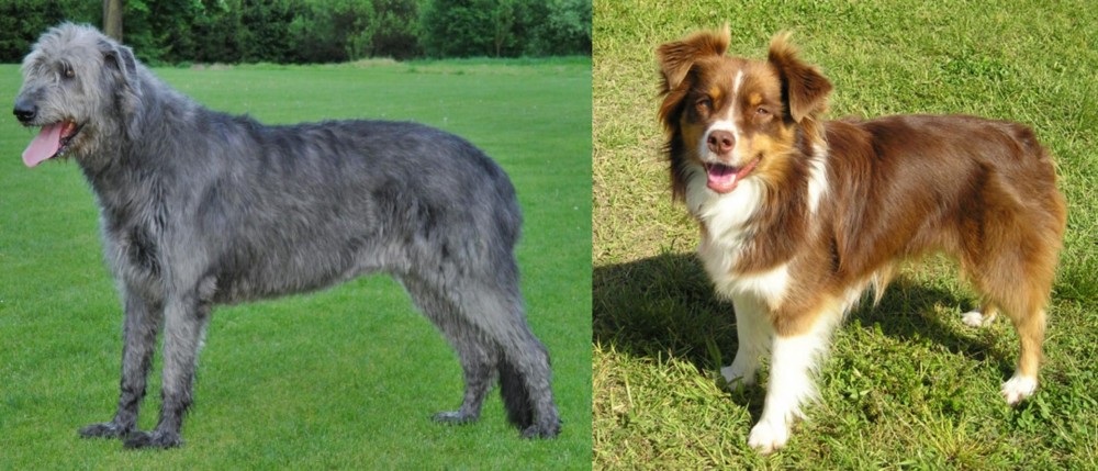 Miniature Australian Shepherd vs Irish Wolfhound - Breed Comparison