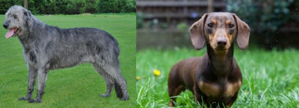 Miniature Dachshund vs Irish Wolfhound - Breed Comparison