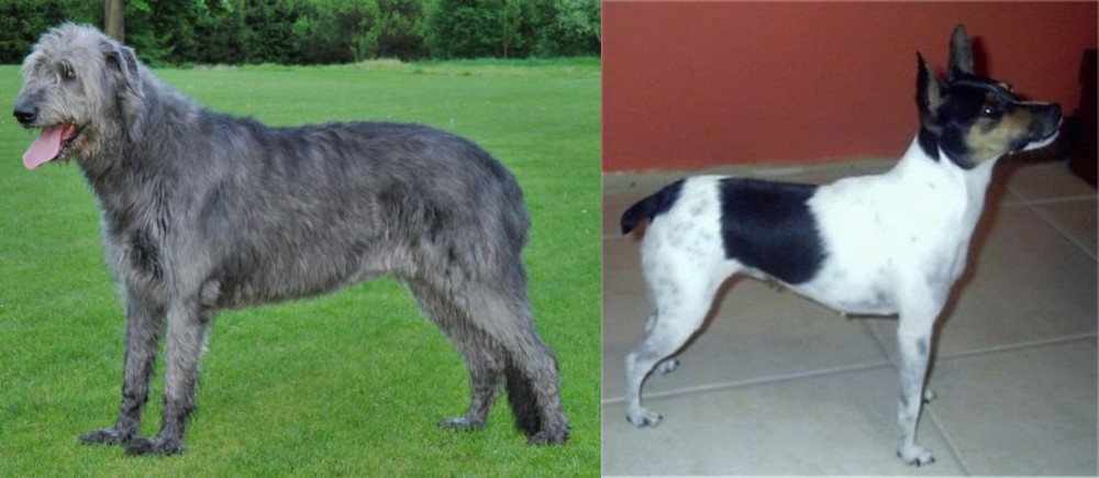 Miniature Fox Terrier vs Irish Wolfhound - Breed Comparison