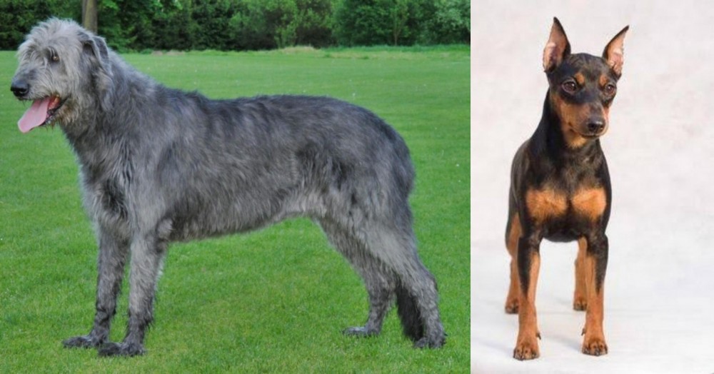 Miniature Pinscher vs Irish Wolfhound - Breed Comparison