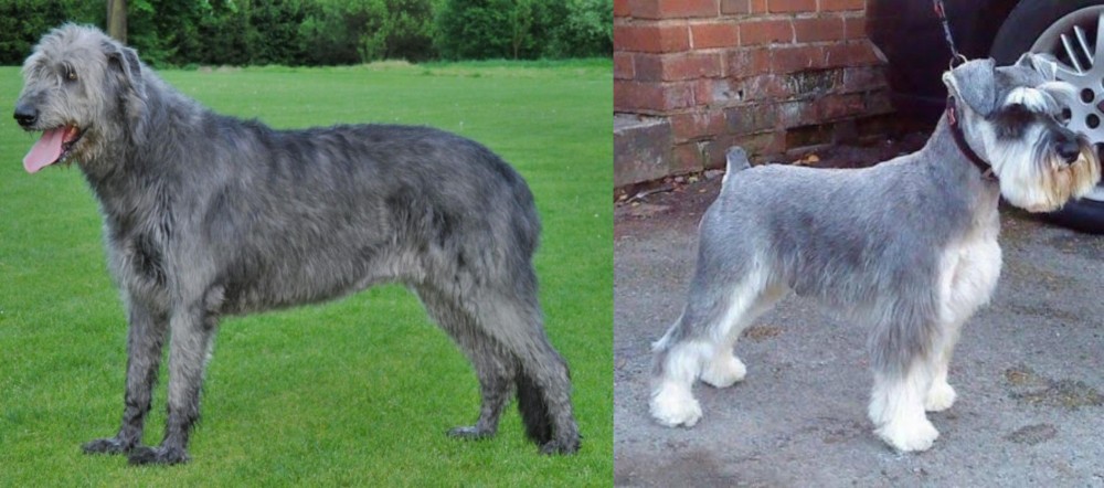 Miniature Schnauzer vs Irish Wolfhound - Breed Comparison