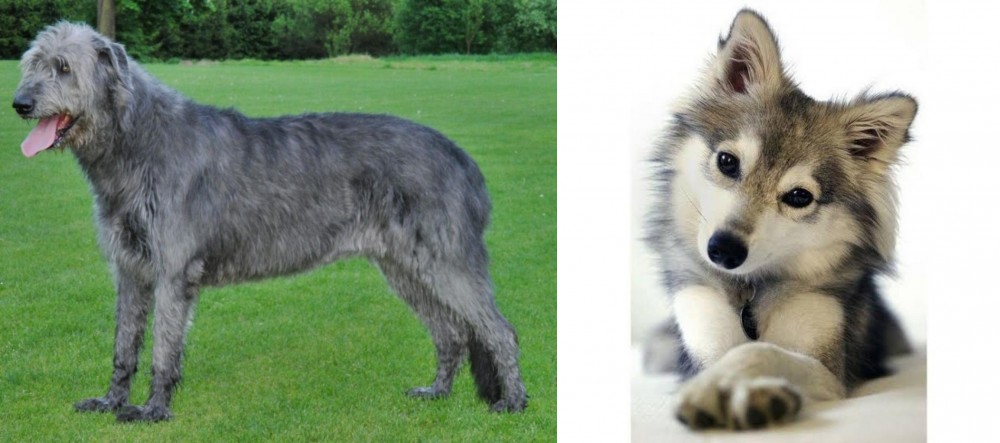 Miniature Siberian Husky vs Irish Wolfhound - Breed Comparison