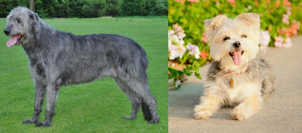 Morkie vs Irish Wolfhound - Breed Comparison