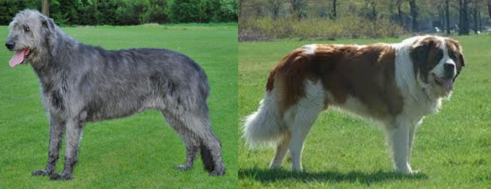 Moscow Watchdog vs Irish Wolfhound - Breed Comparison