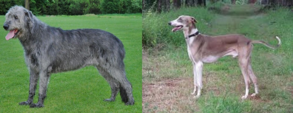 Mudhol Hound vs Irish Wolfhound - Breed Comparison