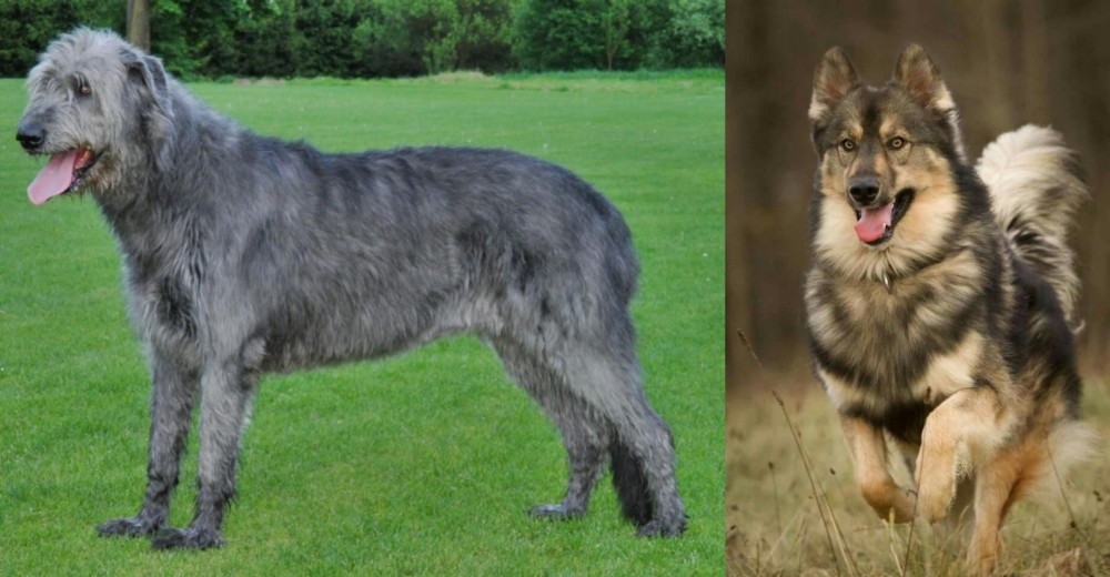 Native American Indian Dog vs Irish Wolfhound - Breed Comparison