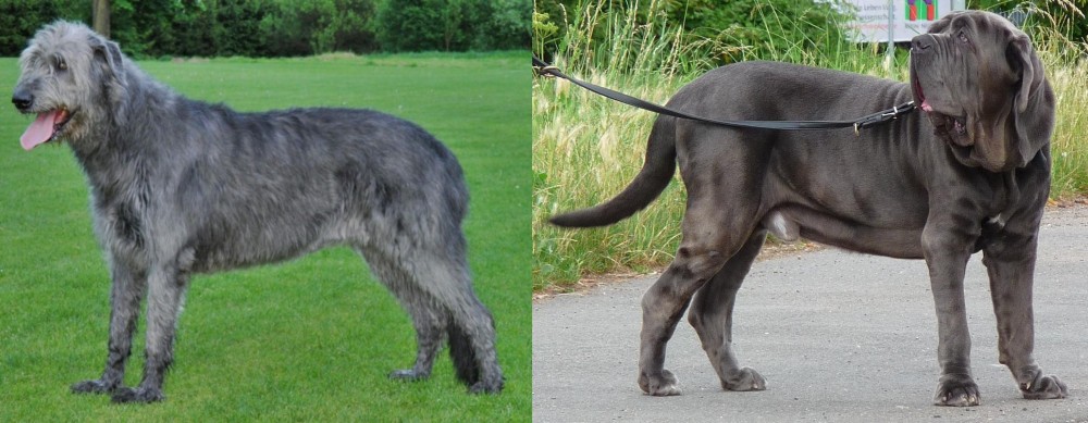 Neapolitan Mastiff vs Irish Wolfhound - Breed Comparison