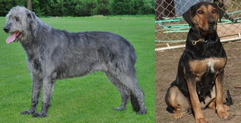 New Zealand Huntaway vs Irish Wolfhound - Breed Comparison