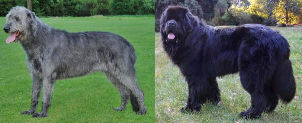 Newfoundland Dog vs Irish Wolfhound - Breed Comparison